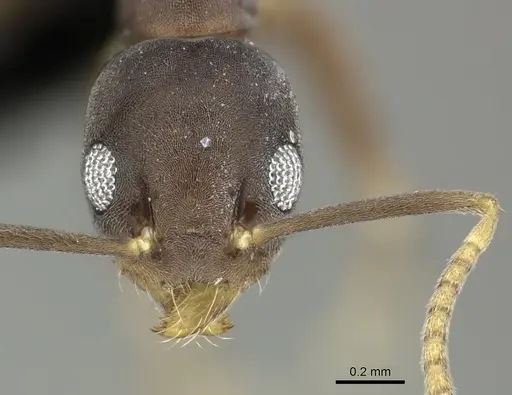 Technomyrmex vitiensis - CASENT0219903