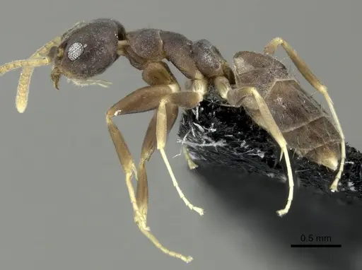 Technomyrmex vitiensis - CASENT0219903