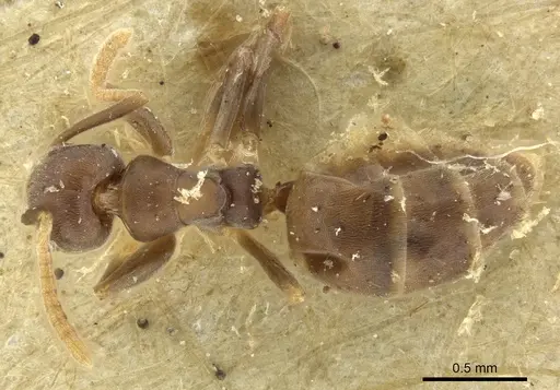 Technomyrmex vitiensis - CASENT0249090