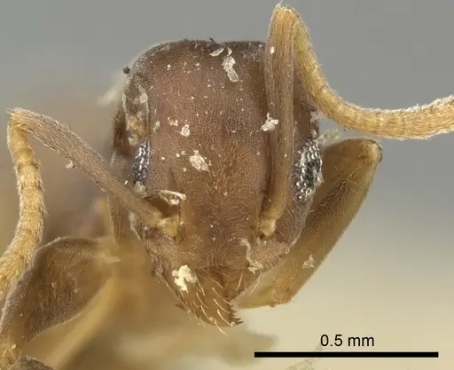 Technomyrmex vitiensis - CASENT0249090