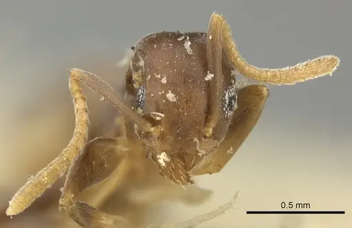 Technomyrmex vitiensis - CASENT0249090