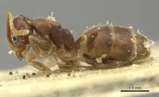 Technomyrmex vitiensis - CASENT0249090