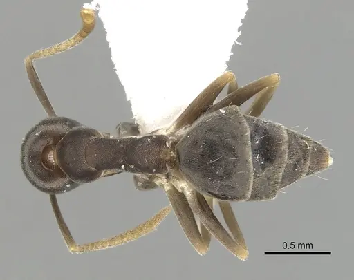 Technomyrmex vitiensis - CASENT0249805