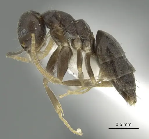 Technomyrmex vitiensis - CASENT0249805