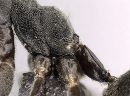 Technomyrmex vitiensis - CASENT0272281