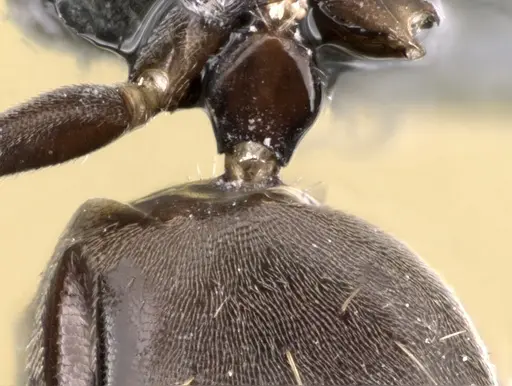 Technomyrmex vitiensis - CASENT0272311