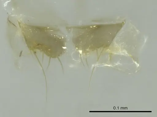 Technomyrmex vitiensis - CASENT0345060