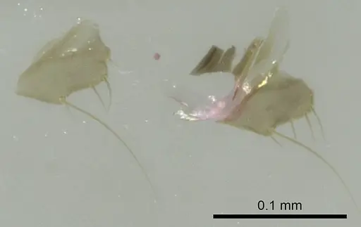 Technomyrmex vitiensis - CASENT0345061