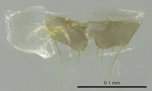 Technomyrmex vitiensis - CASENT0345062