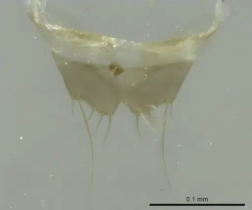 Technomyrmex vitiensis - CASENT0345063