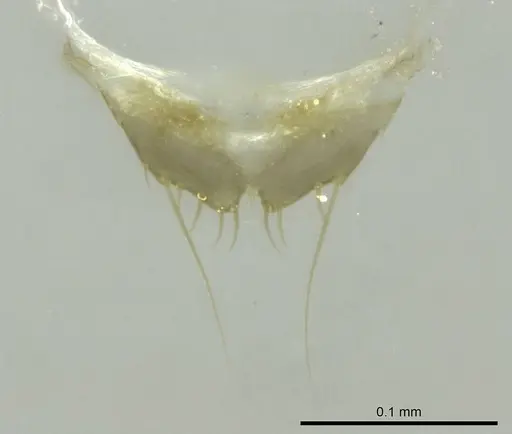 Technomyrmex vitiensis - CASENT0345064