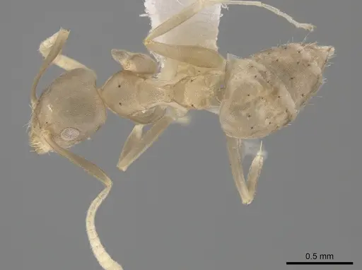 Technomyrmex vitiensis - CASENT0653552