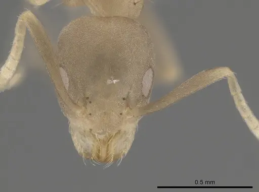 Technomyrmex vitiensis - CASENT0653552