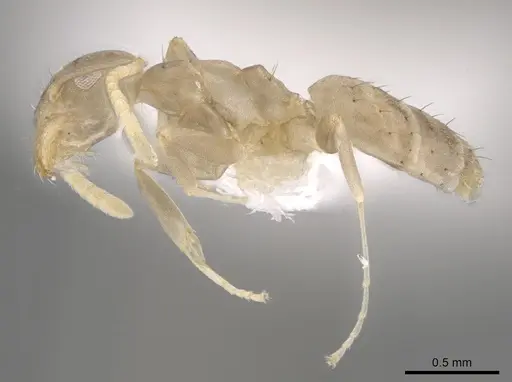 Technomyrmex vitiensis - CASENT0653552