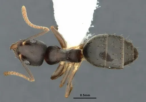 Technomyrmex vitiensis - CASENT0886034