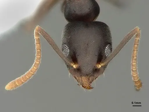 Technomyrmex vitiensis - CASENT0886034