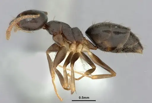 Technomyrmex vitiensis - CASENT0886034