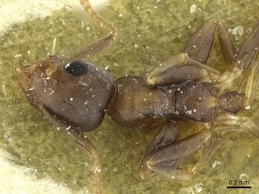 Technomyrmex vitiensis - CASENT0911581
