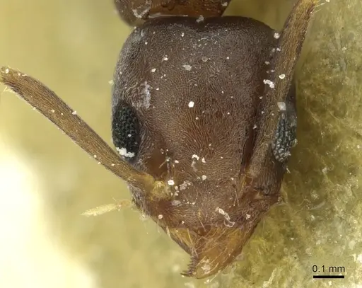 Technomyrmex vitiensis - CASENT0911581