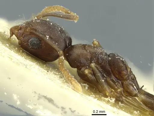 Technomyrmex vitiensis - CASENT0911581