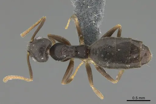 Technomyrmex vitiensis - CASENT4024483