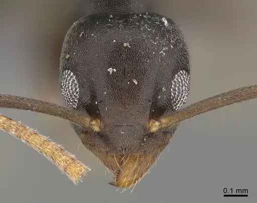 Technomyrmex vitiensis - CASENT4024483