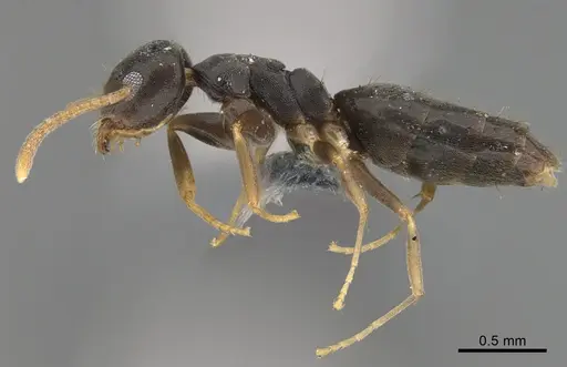Technomyrmex vitiensis - CASENT4024483
