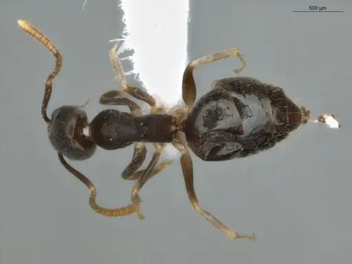 Technomyrmex vitiensis - ECOFOG-KR17-0072-10