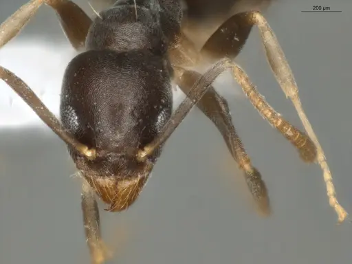 Technomyrmex vitiensis - ECOFOG-KR17-0072-10