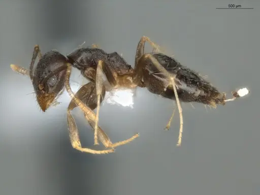 Technomyrmex vitiensis - ECOFOG-KR17-0072-10