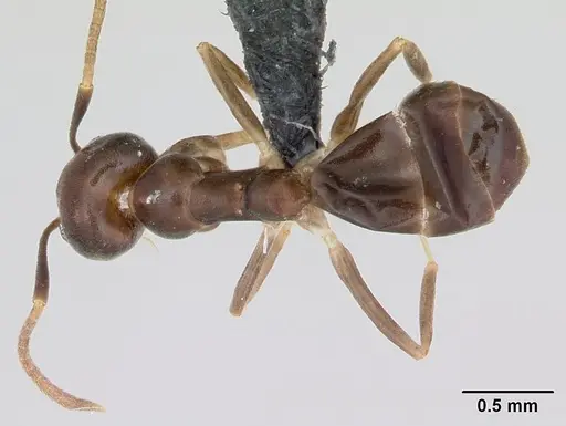 Technomyrmex voeltzkowi specimen