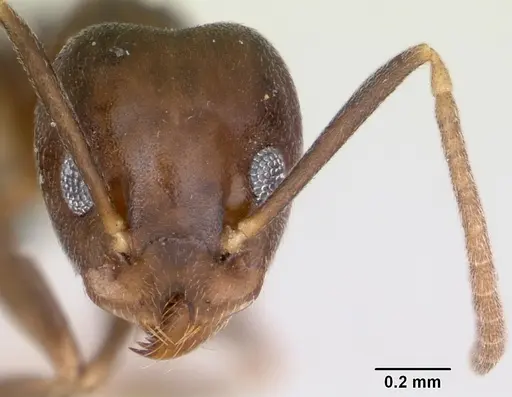 Technomyrmex voeltzkowi specimen