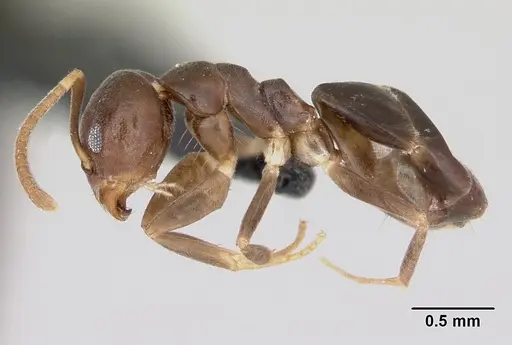 Technomyrmex voeltzkowi specimen