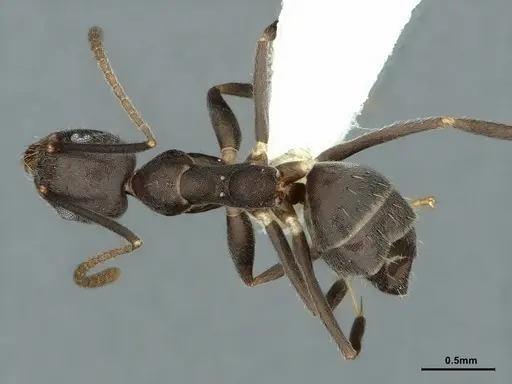 Technomyrmex wheeleri specimen