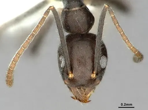 Technomyrmex wheeleri specimen