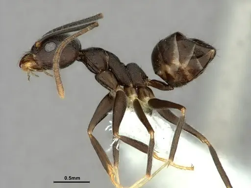 Technomyrmex wheeleri specimen