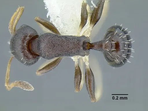 Temnothorax achii specimen