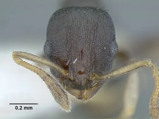 Temnothorax achii specimen