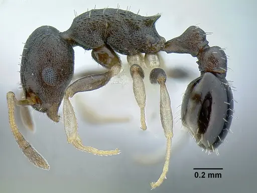 Temnothorax achii specimen