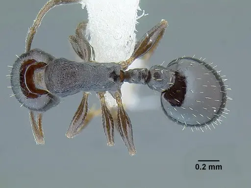 Temnothorax acuminatus specimen