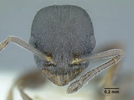 Temnothorax acuminatus specimen