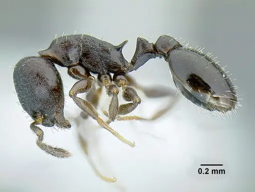Temnothorax acuminatus specimen