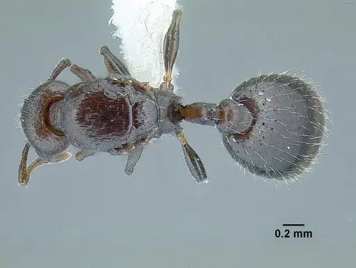 Temnothorax acuminatus - JTLC000007440