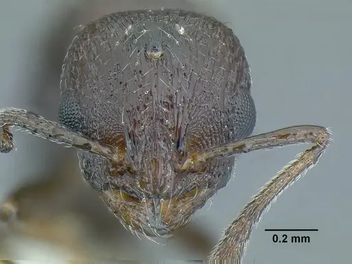 Temnothorax acuminatus - JTLC000007440