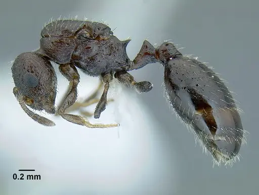 Temnothorax acuminatus - JTLC000007440