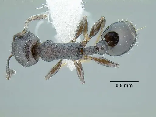 Temnothorax acutispinosus specimen