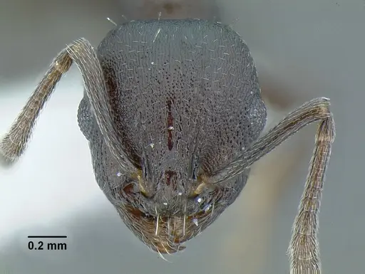 Temnothorax acutispinosus specimen