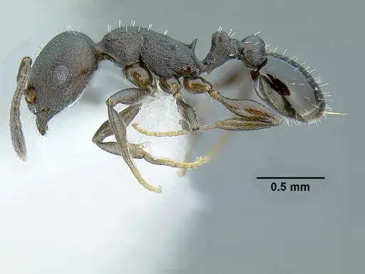 Temnothorax acutispinosus specimen