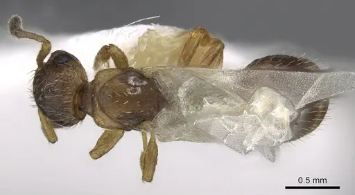 Temnothorax adlerzi specimen