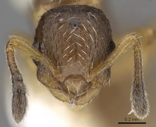 Temnothorax adlerzi specimen